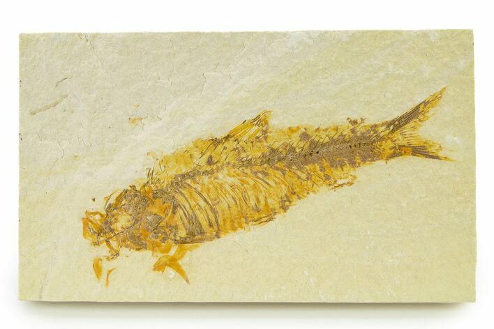 Bargain, Fossil Fish (Knightia) - Wyoming #333839